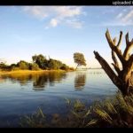 Wild Dogs – Ehinga