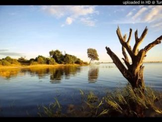 Wild Dogs – Ehinga