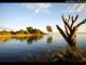 Wild Dogs – Ehinga