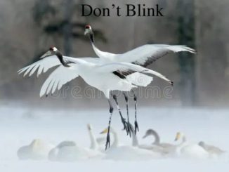 Don’T Blink – Winter Dance